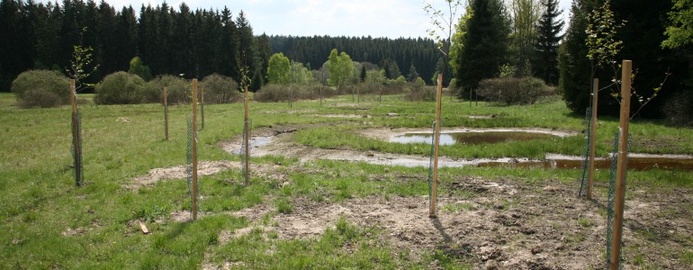 Výsadba u Svratouchu, foto Zuzana Růžičková