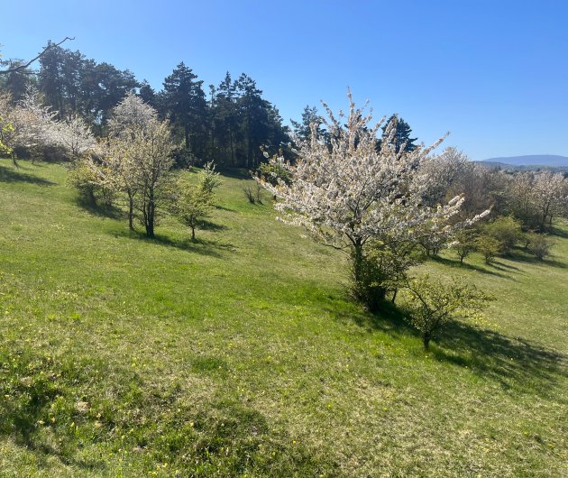 Péče o lokalitu koniklece otevřeného (Pulsatilla patens) Dubový vrch/Zvoníčkov.