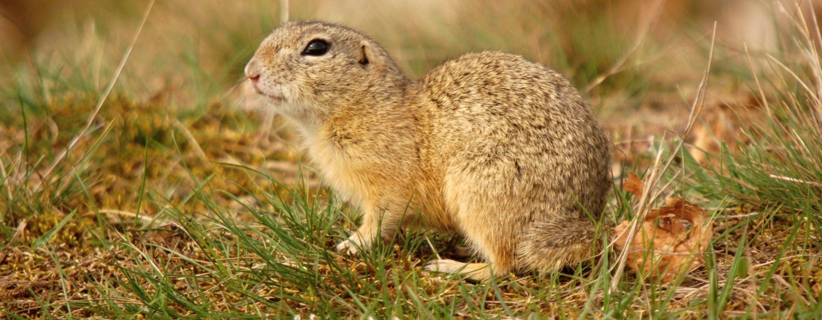 Sysel obecný, ilustrační foto. Autor: Květa Černohlávková