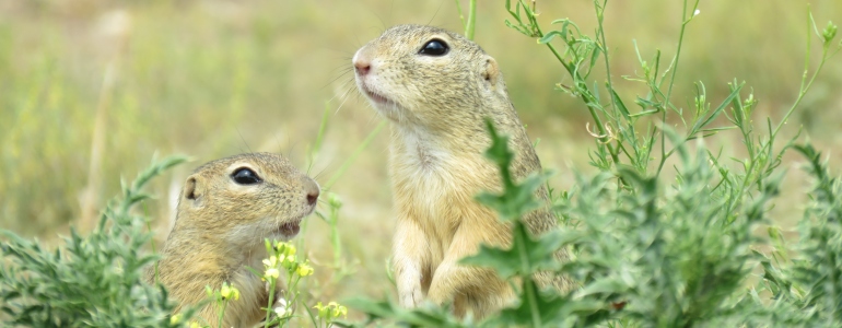 ground squirrels