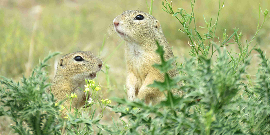 ground squirrels