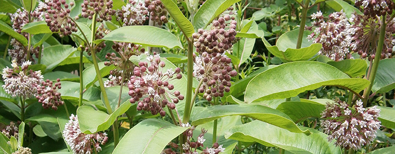 Klejicha.