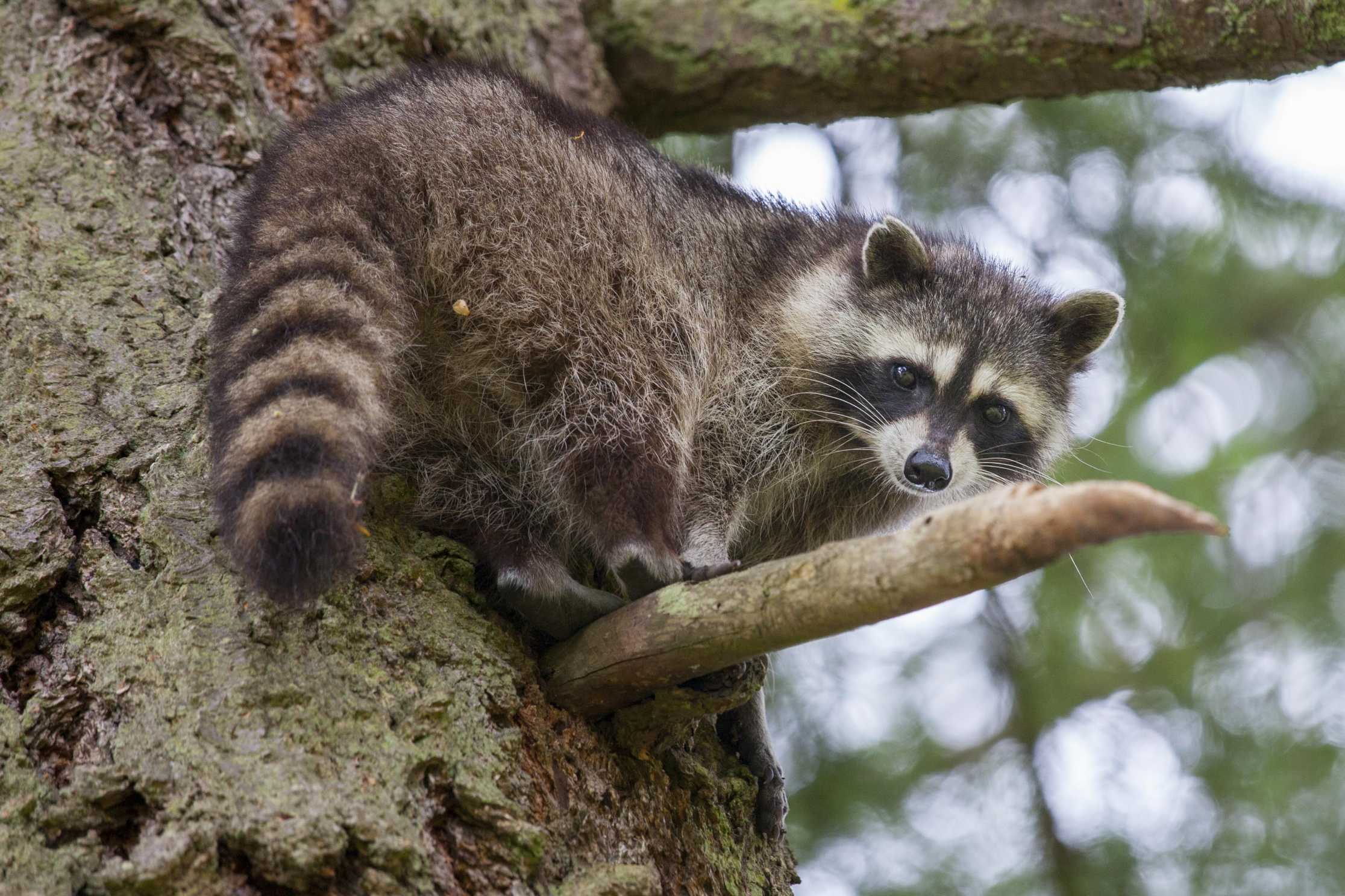 Mýval severní. Foto: Jakub Schneider.