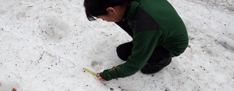 Mapování velkých šelem v Beskydech