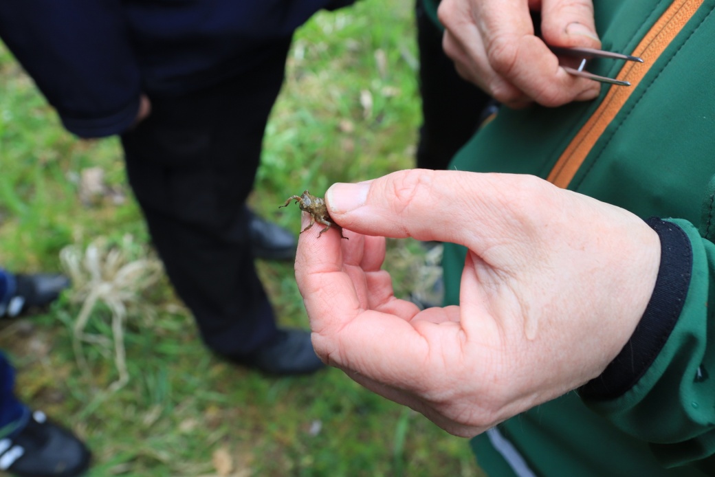 Ukázka vodního hmyzu.