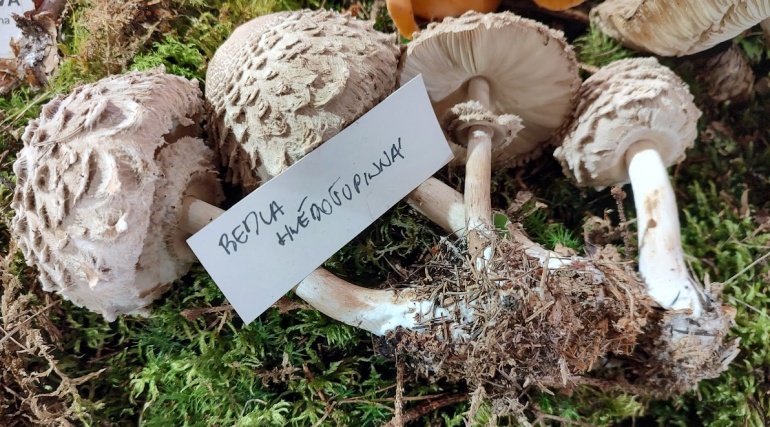 Bedla hnědošupinná.