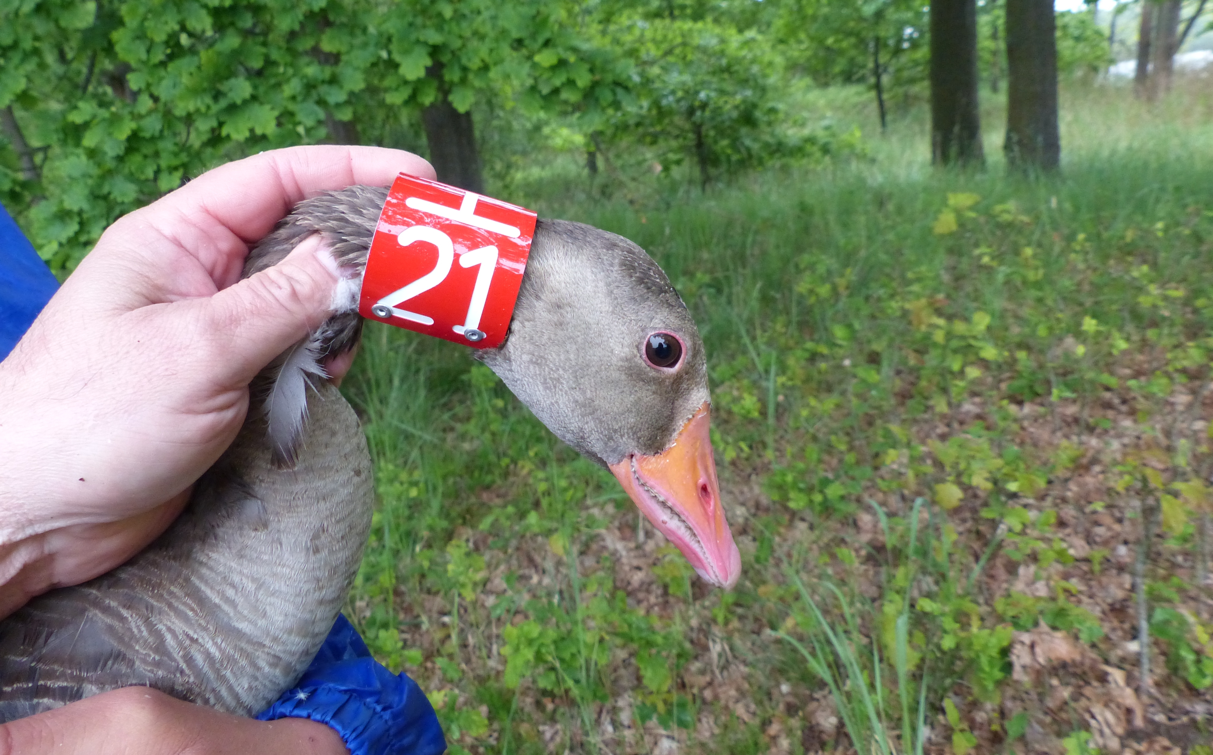 husa velká, ilustrativní foto. 