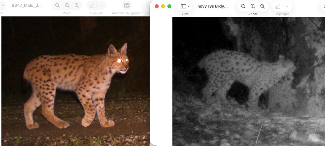 Dvojice fotografií rysa zachyceného v národním parku Bavorský les a rysa zachyceného v CHKO Brdy.