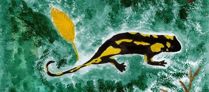 malba temperou mloka skvrnitého 