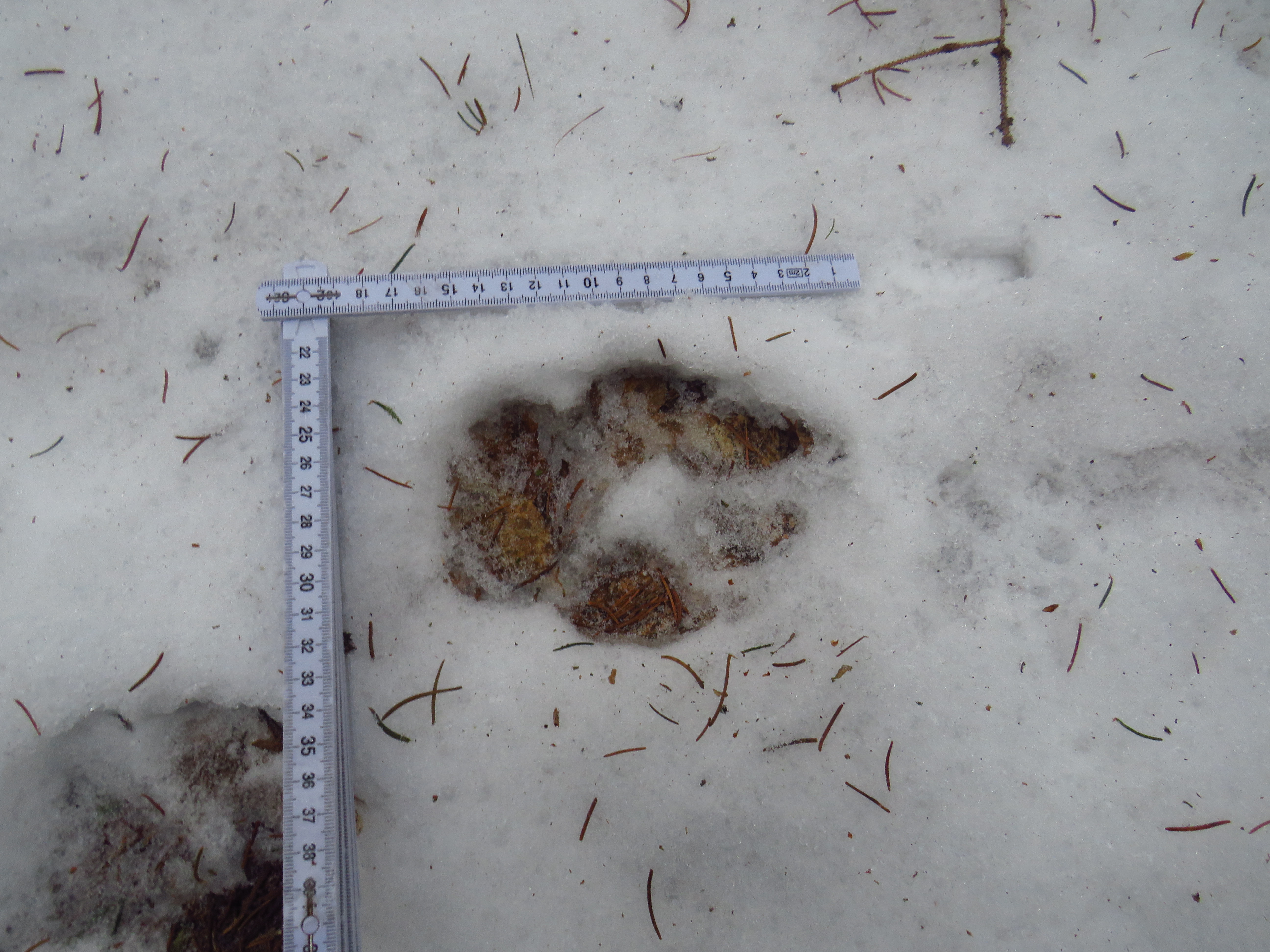 Měření nalezených vlčích stop, foto: Tomáš Krajča