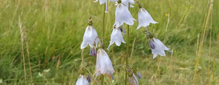 Zvonovec liliolistý