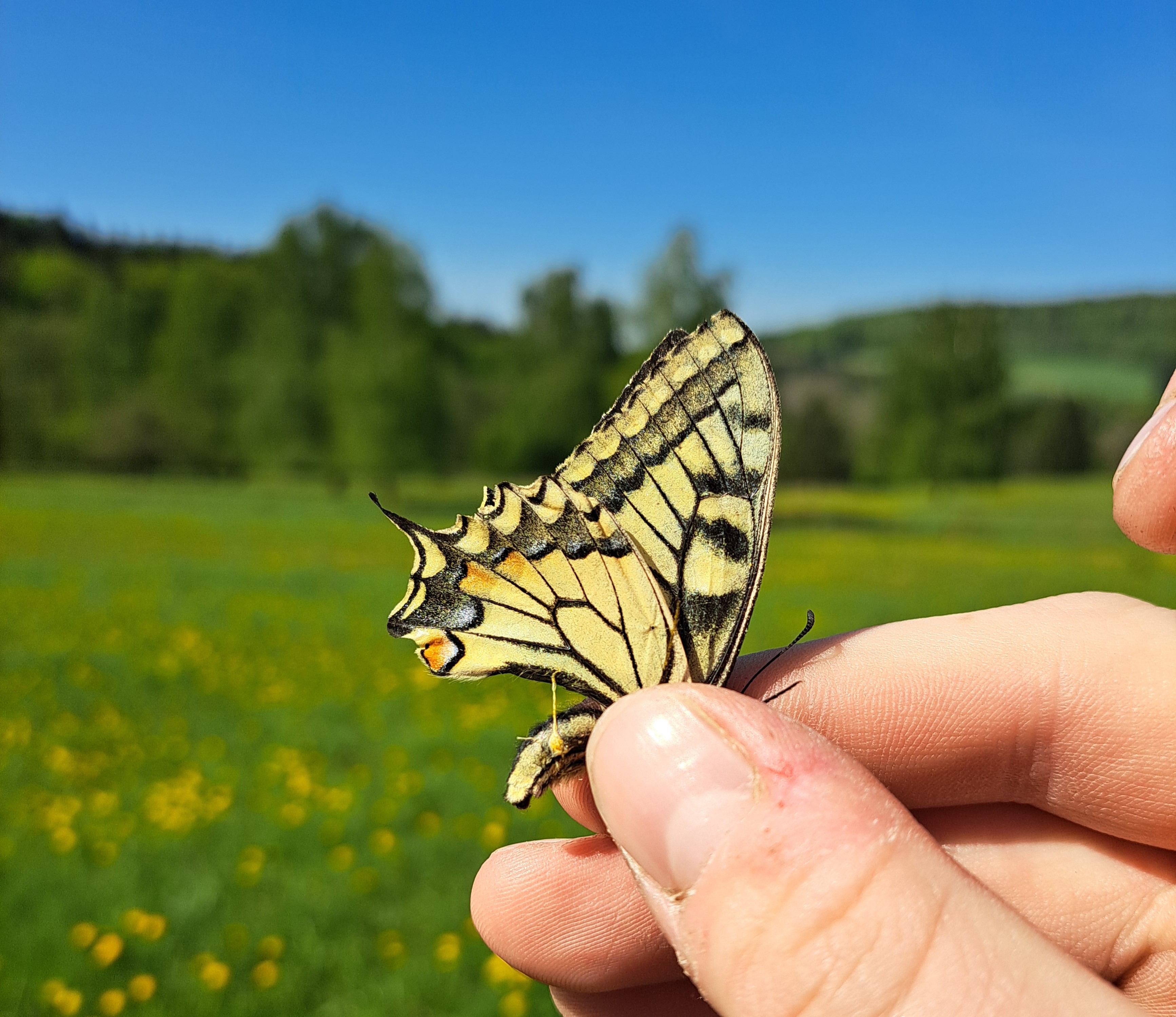 otakárek v prstech entomologa
