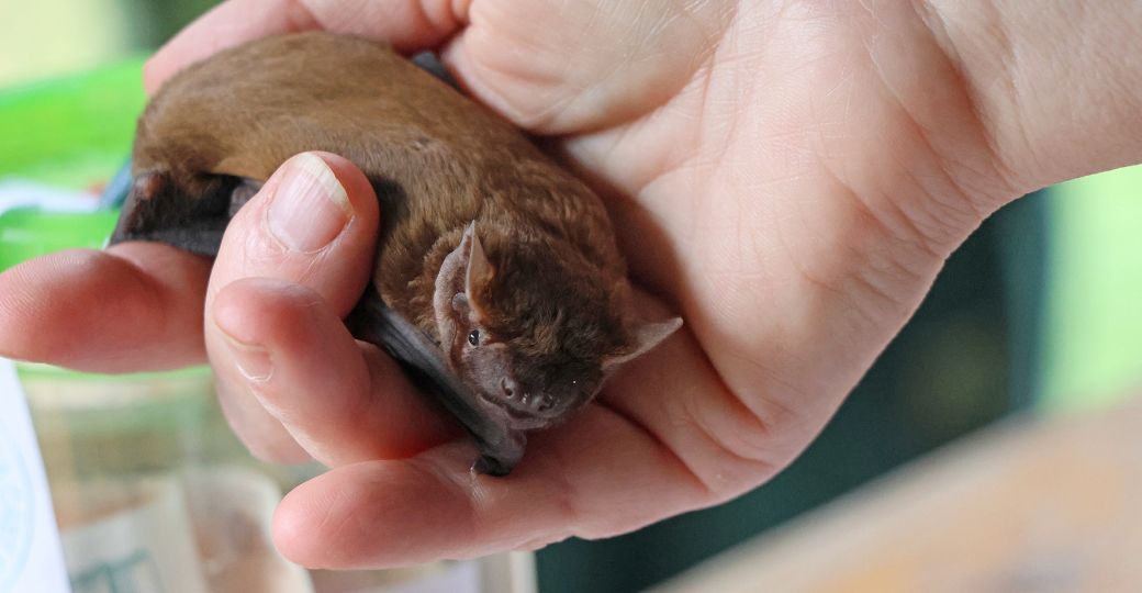 Netopýr rezavý.