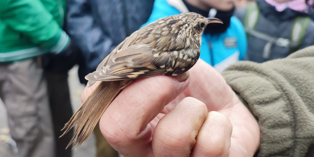 Detailní pohled na šoupálka.
