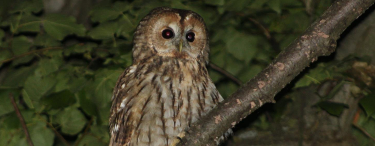 Puštík obecný v lese za šera.