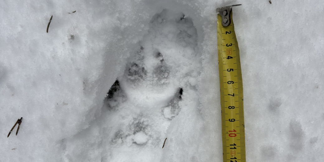 Vedle vlčí stopy je přiložen metr, aby byla zjištěna její velikost.