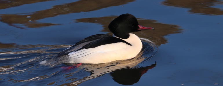 Plovoucí morčák velký.