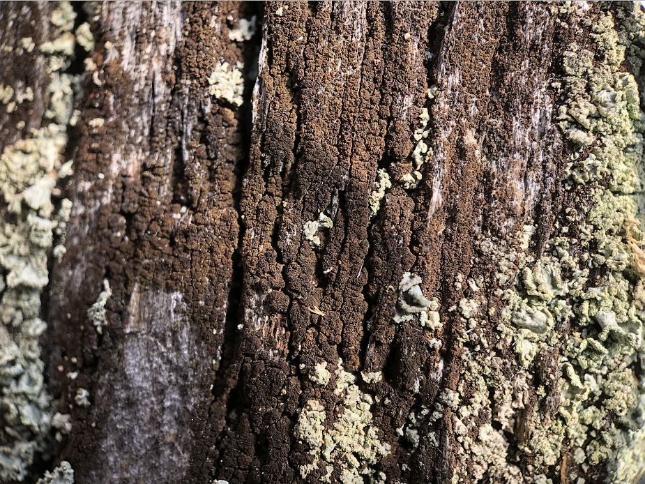 Placynthiella icmalea.