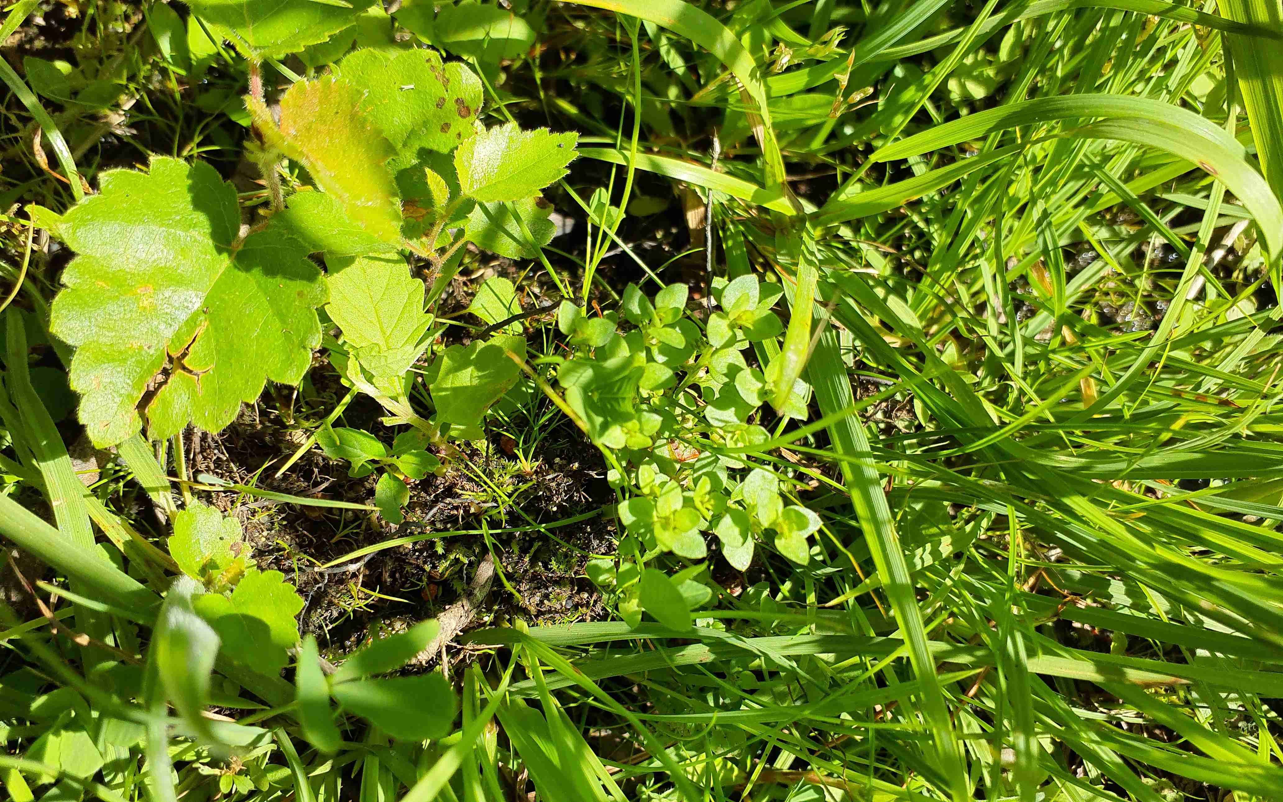 Drobýšek nejmenší, foto Mgr. Josef Navrátil, Ph.D.