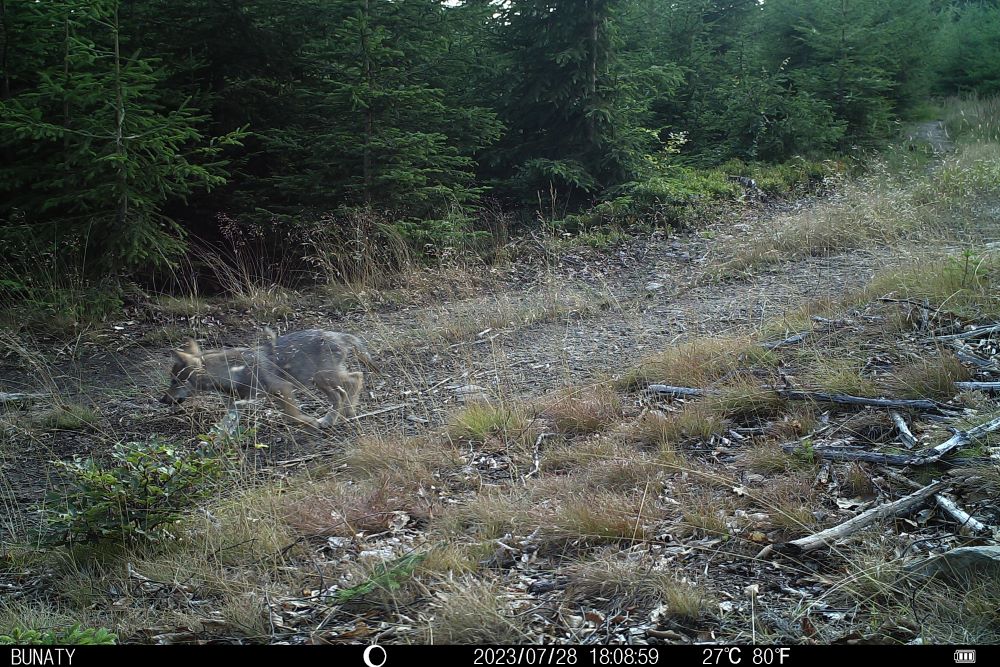 Vlče - potomek Gagata a Heleny, foto: Petr Mückstein