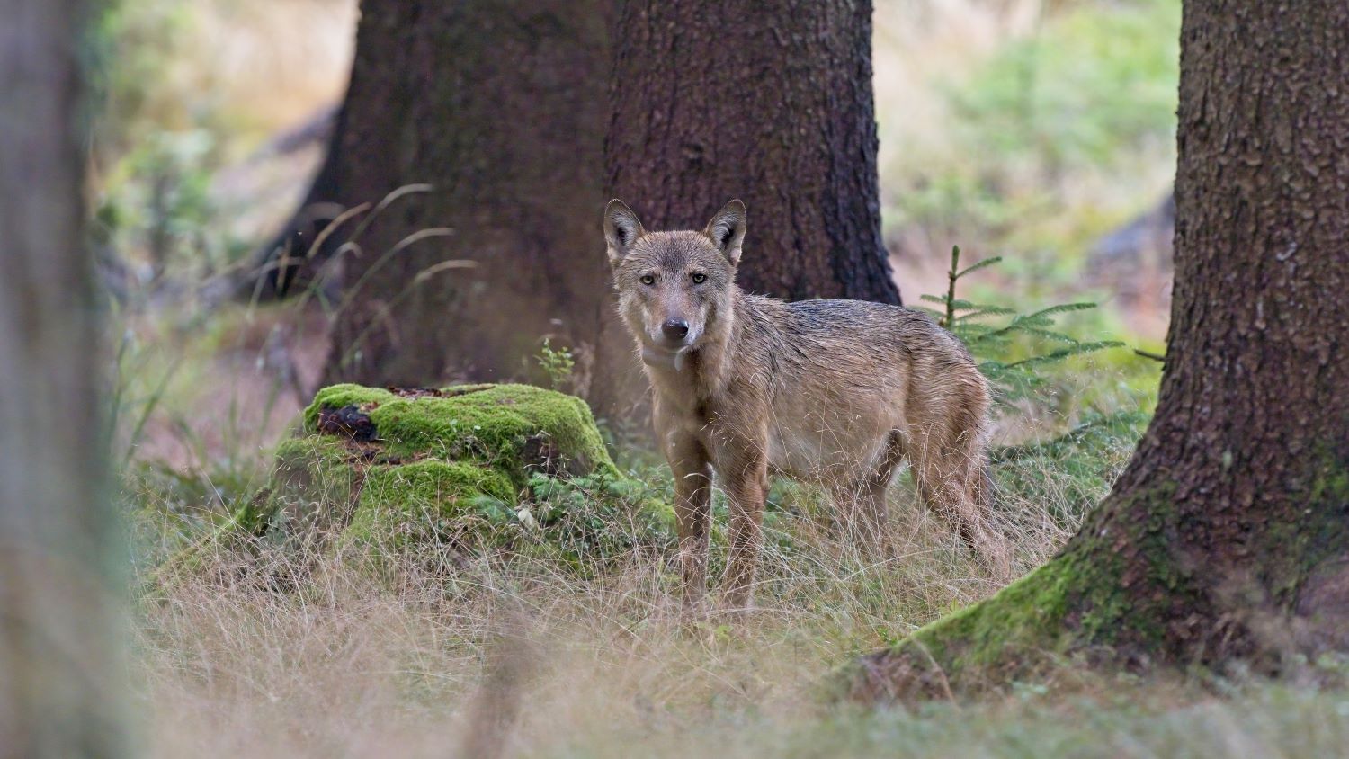 Vlk Gagat, foto: Jan Kuchyňka
