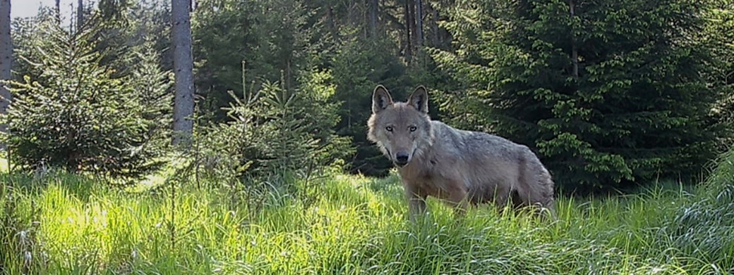 Vlk Gagat, foto: Petr Mückstein
