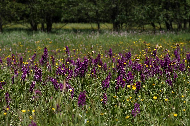 Detail rozkvetlé louky plné orchidejí prstnatců májových.