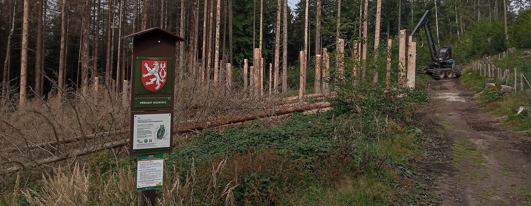 Harvestor torzující odumřelé stromy smrku.