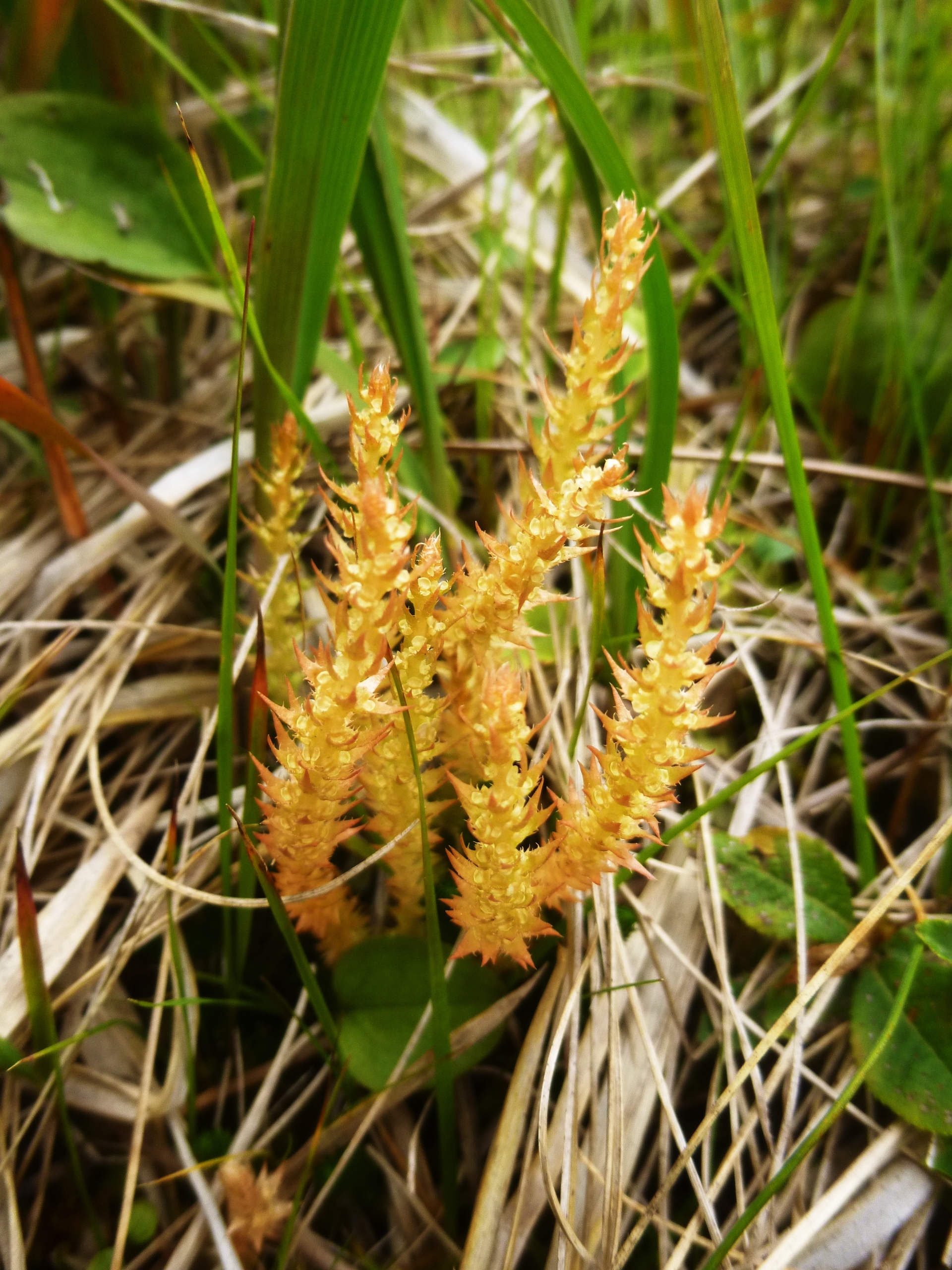 Selaginella selaginoides