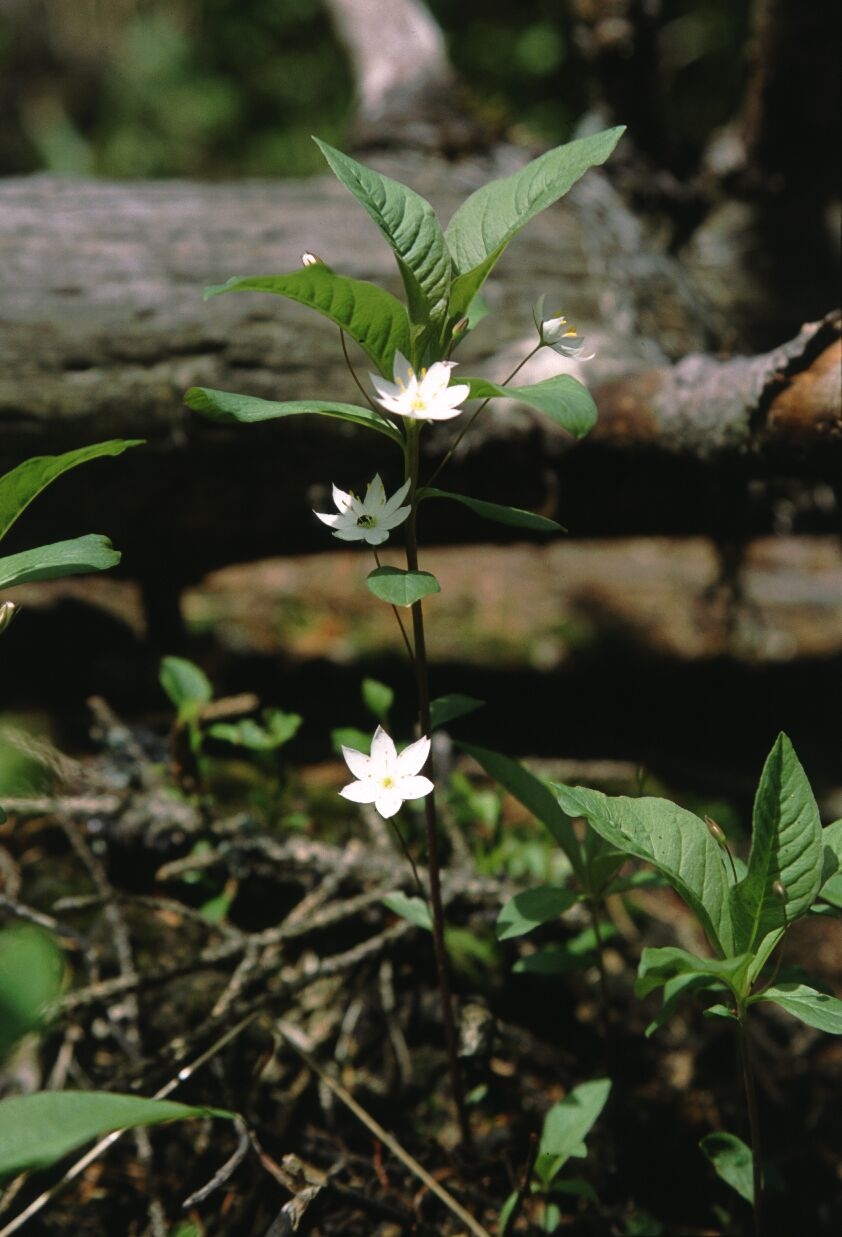 Trientalis europaea