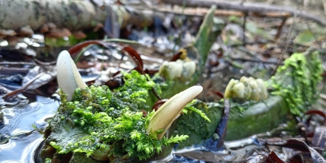 Kontrast života a smrti.